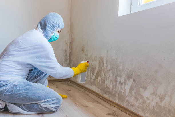 Best Certified Mold Removal  in Wilson, NC