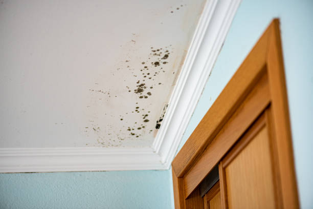 Best Mold Cleaning Services  in Wilson, NC