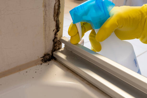 Best Commercial Mold Removal  in Wilson, NC