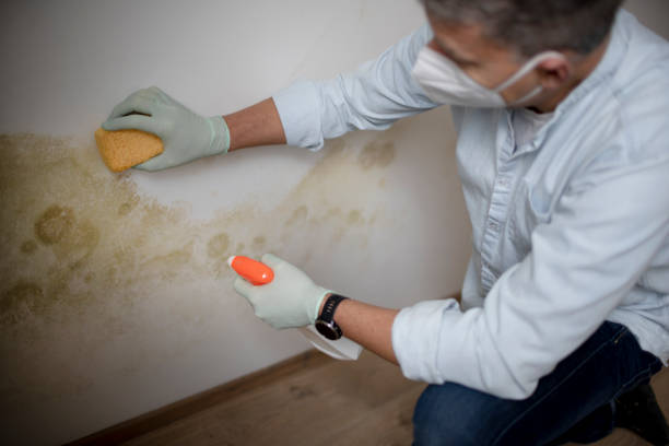 Best Crawl Space Mold Removal  in Wilson, NC