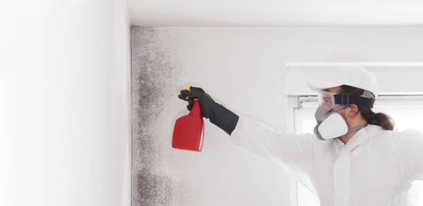 Best Mold Removal Near Me  in Wilson, NC