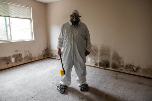 Best Same-Day Mold Removal  in Wilson, NC