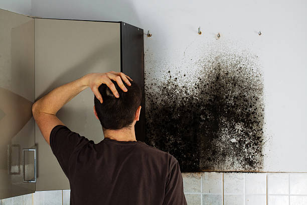 Best Mold Damage Repair  in Wilson, NC