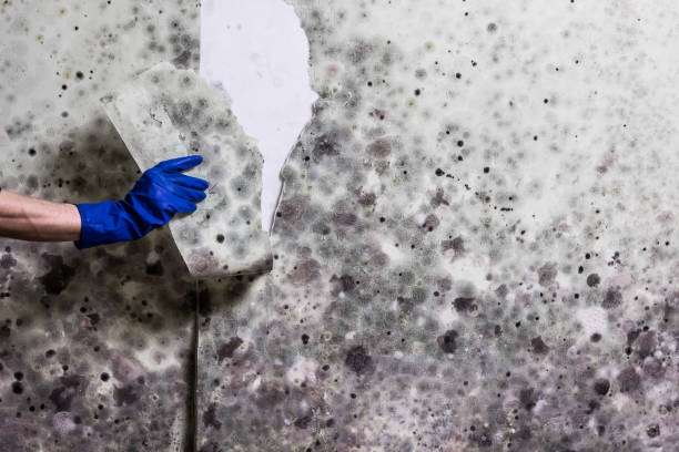 Best Mold Removal Company Near Me  in Wilson, NC