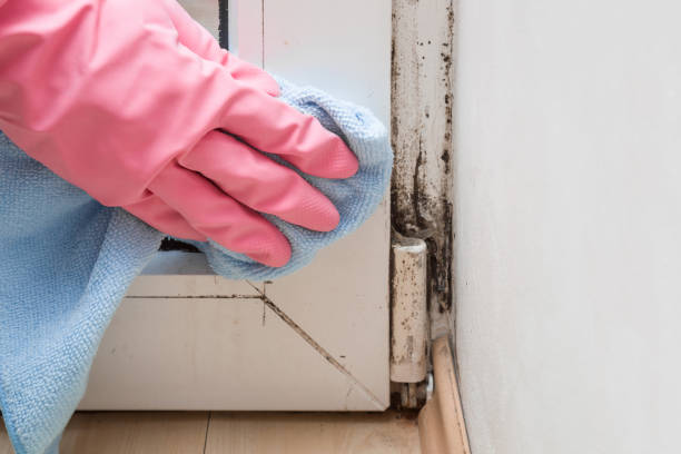 Crawl Space Mold Removal in Wilson, NC